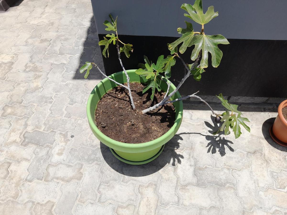 Kelpmeeu Self- Catering Apartments Swakopmund Exteriör bild